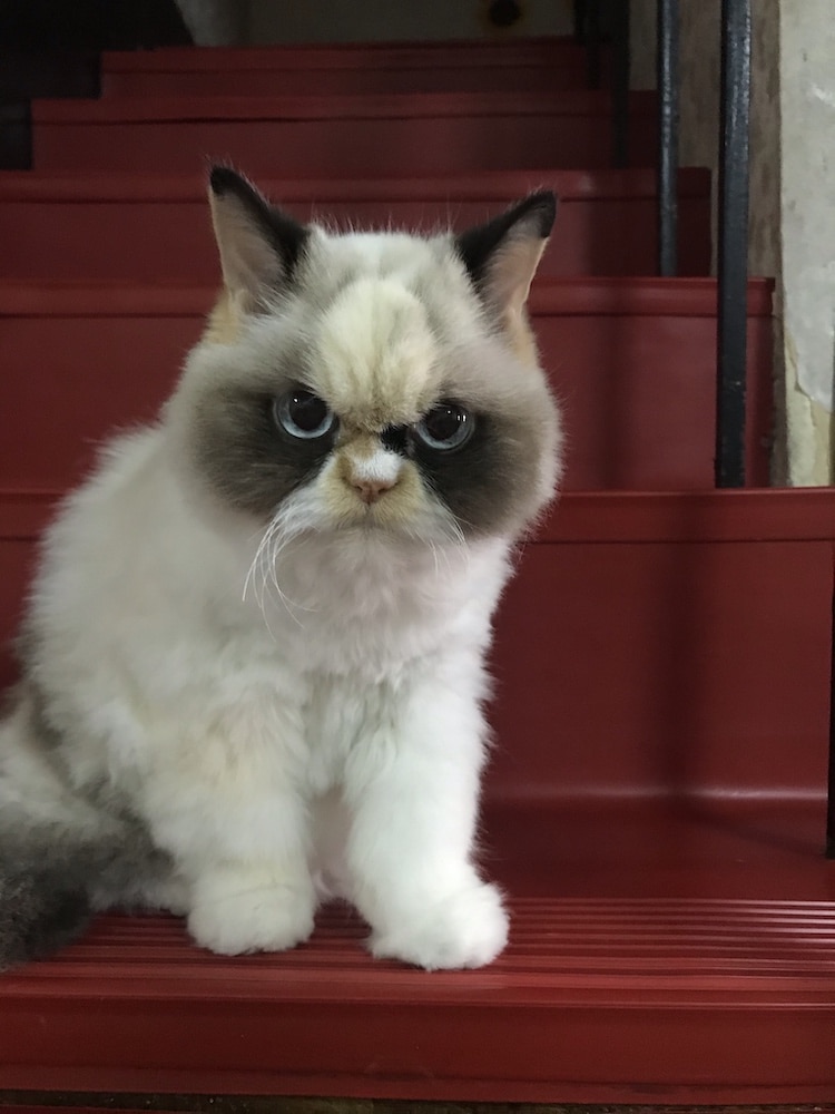 Meow Meow is the Next Grumpy Cat