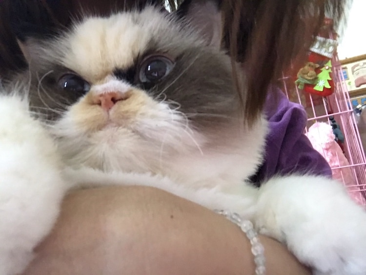 Kitten With Permanently Angry Face Dubbed 'Grumpy Cat 2.0