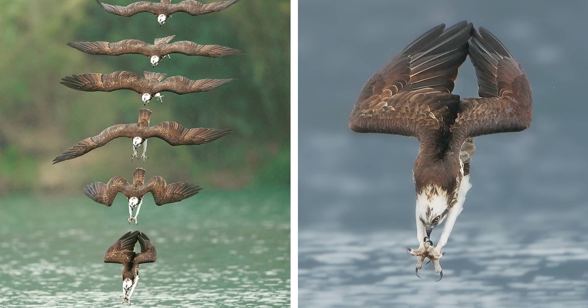 Espectaculares fotos de un águila pescadora en plena caza