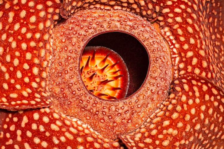 Rafflesia, ou flor de cadáver, na floresta
