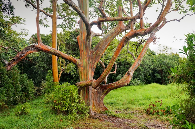 These Exotic Trees Transform Into Rainbows as Their Barks Shed - Daily ...