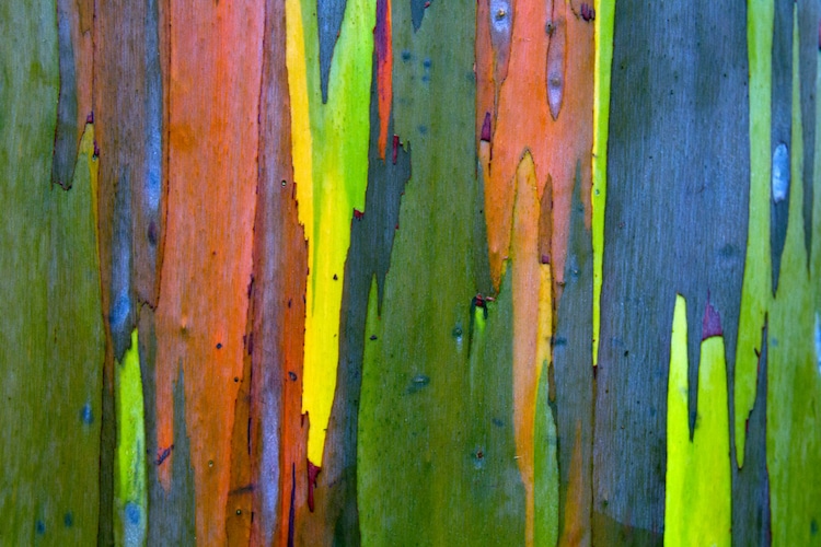 Corteza del eucalipto arcoíris