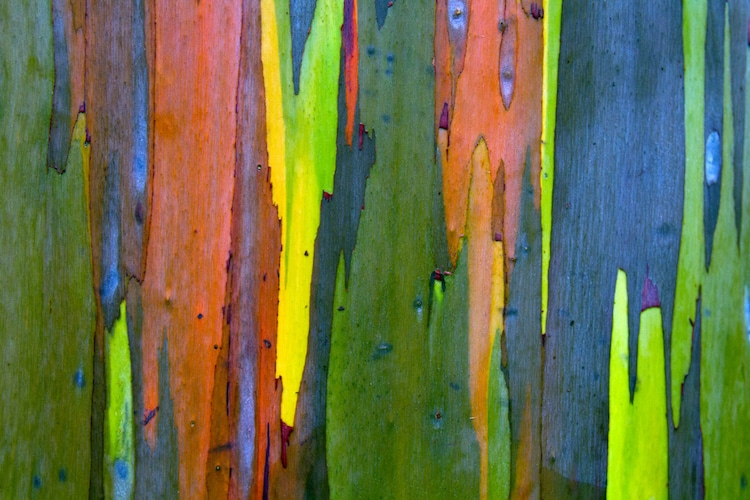 Rainbow Eucalyptus Trees Are Unreally Beautiful