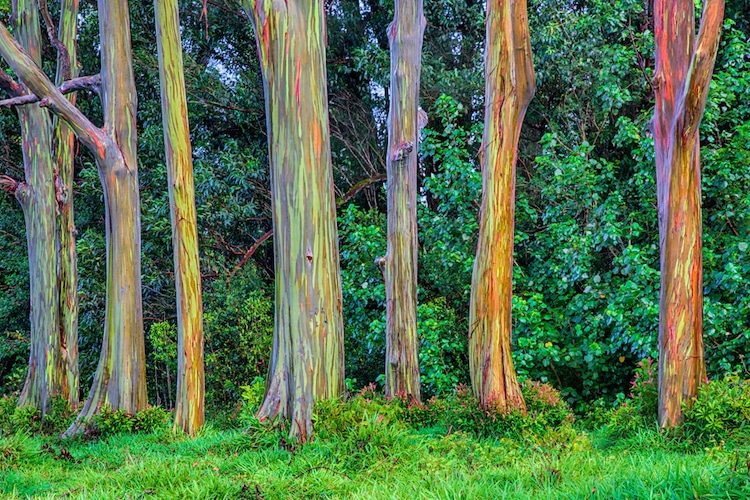 The rainbow eucalyptus tree is known as the most beautiful tree in the ...