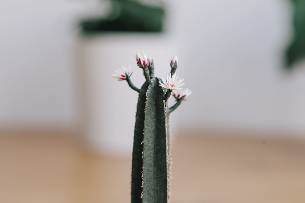 Cactus Paper Plant