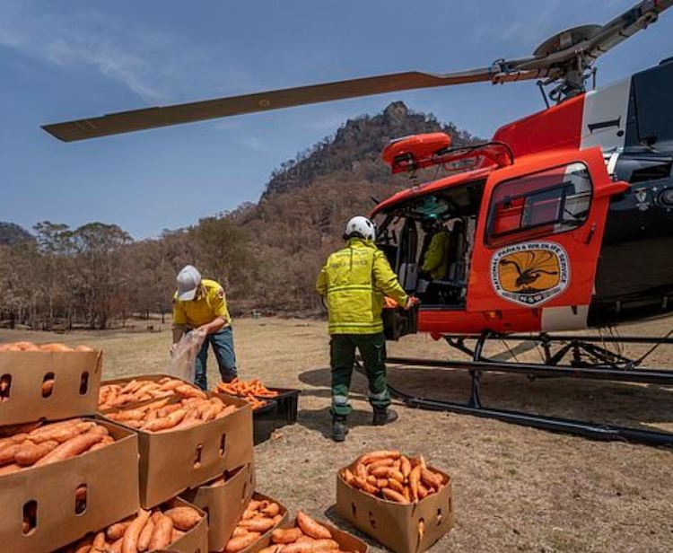 Operation Rock Wallaby - NSW Australia