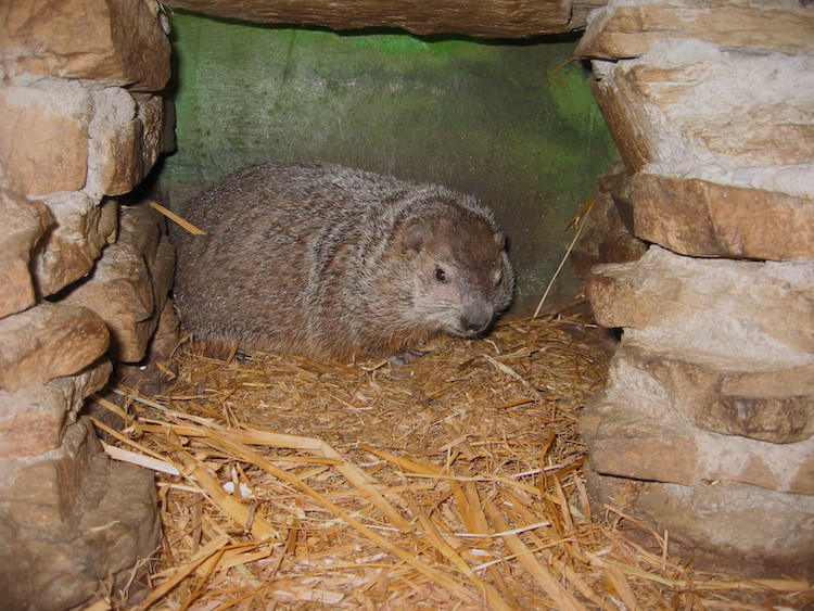 Punxsutawney Phil