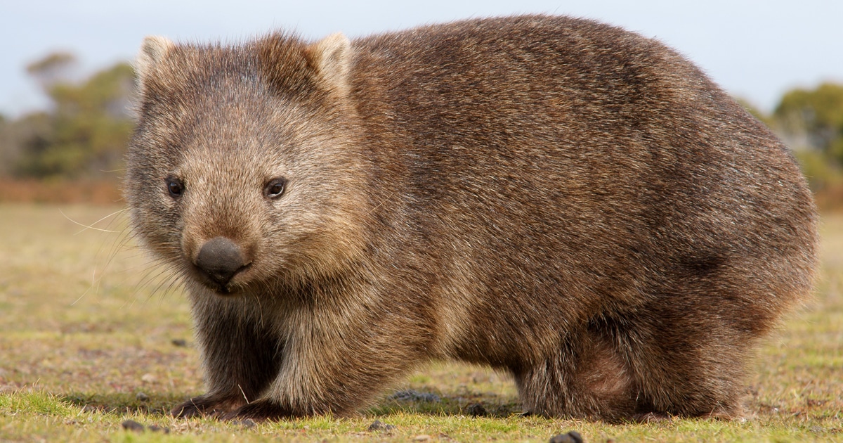 Resultado de imagen de wombats