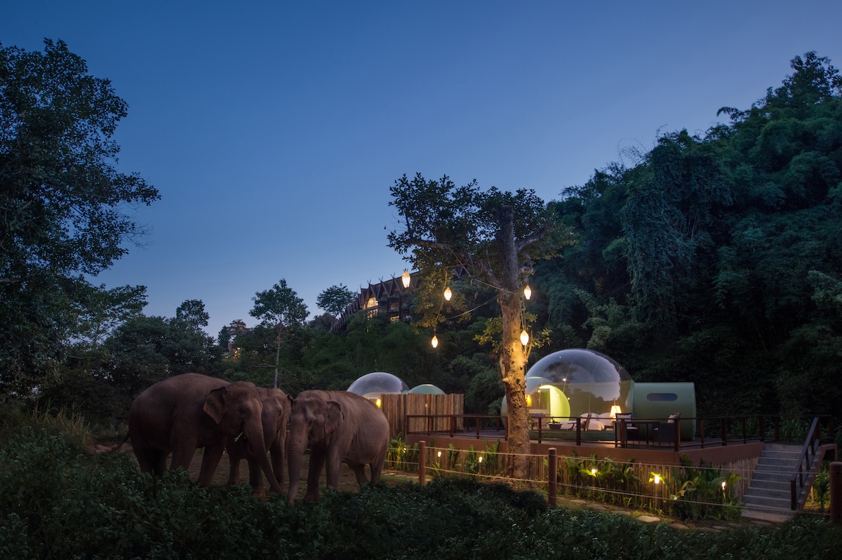 Jungle Bubble at the Anantara Golden Triangle Elephant Camp & Resort