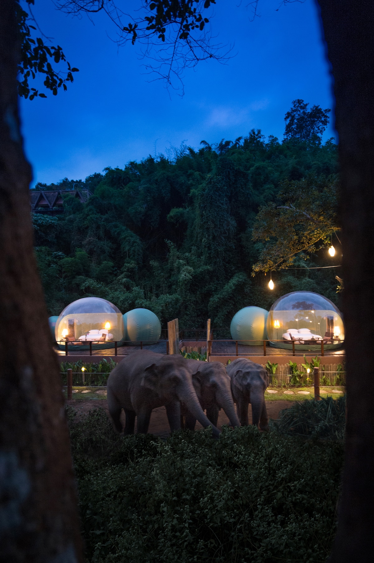 Sleeping with Elephants in Thailand