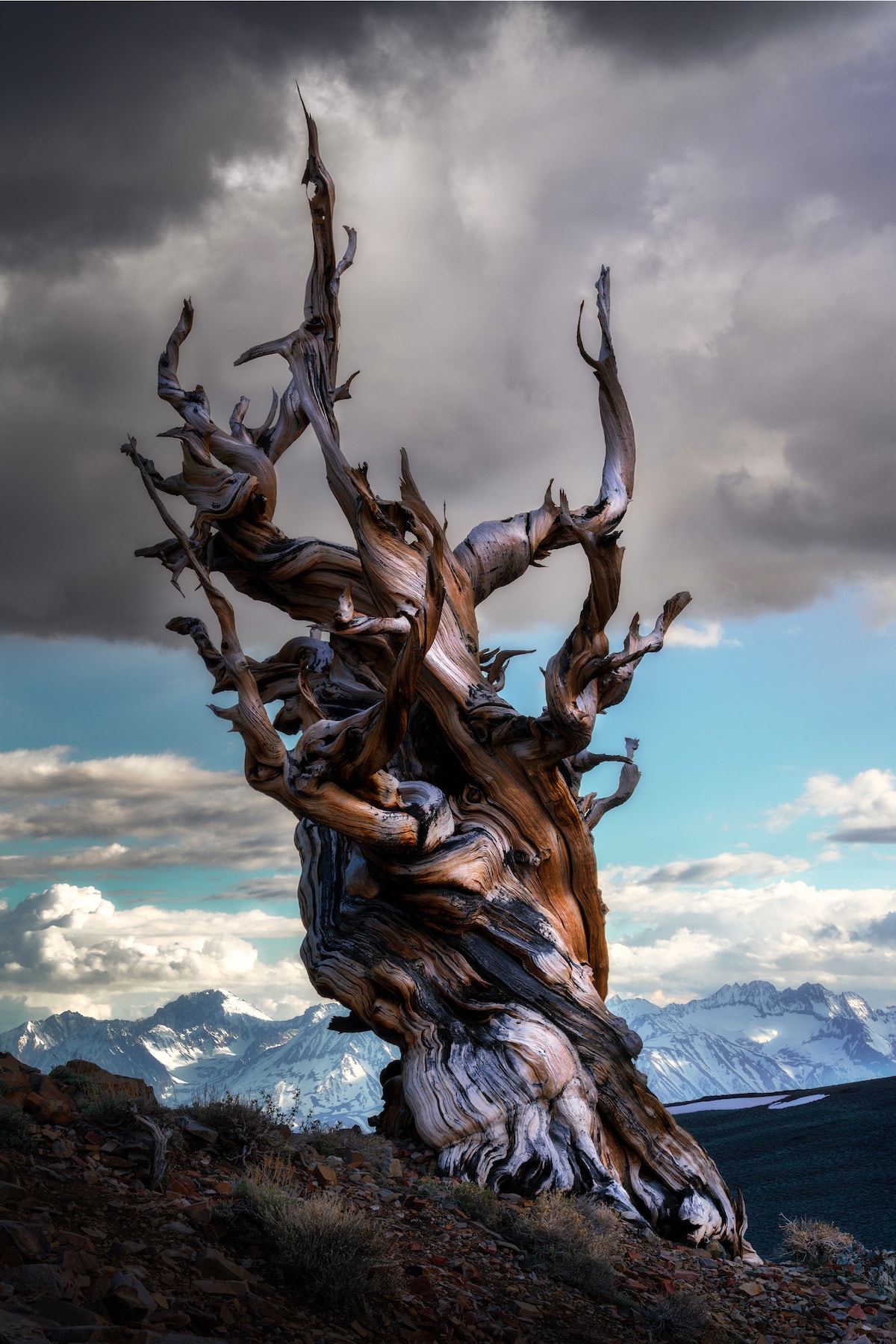 Tree in Eastern Sierra California