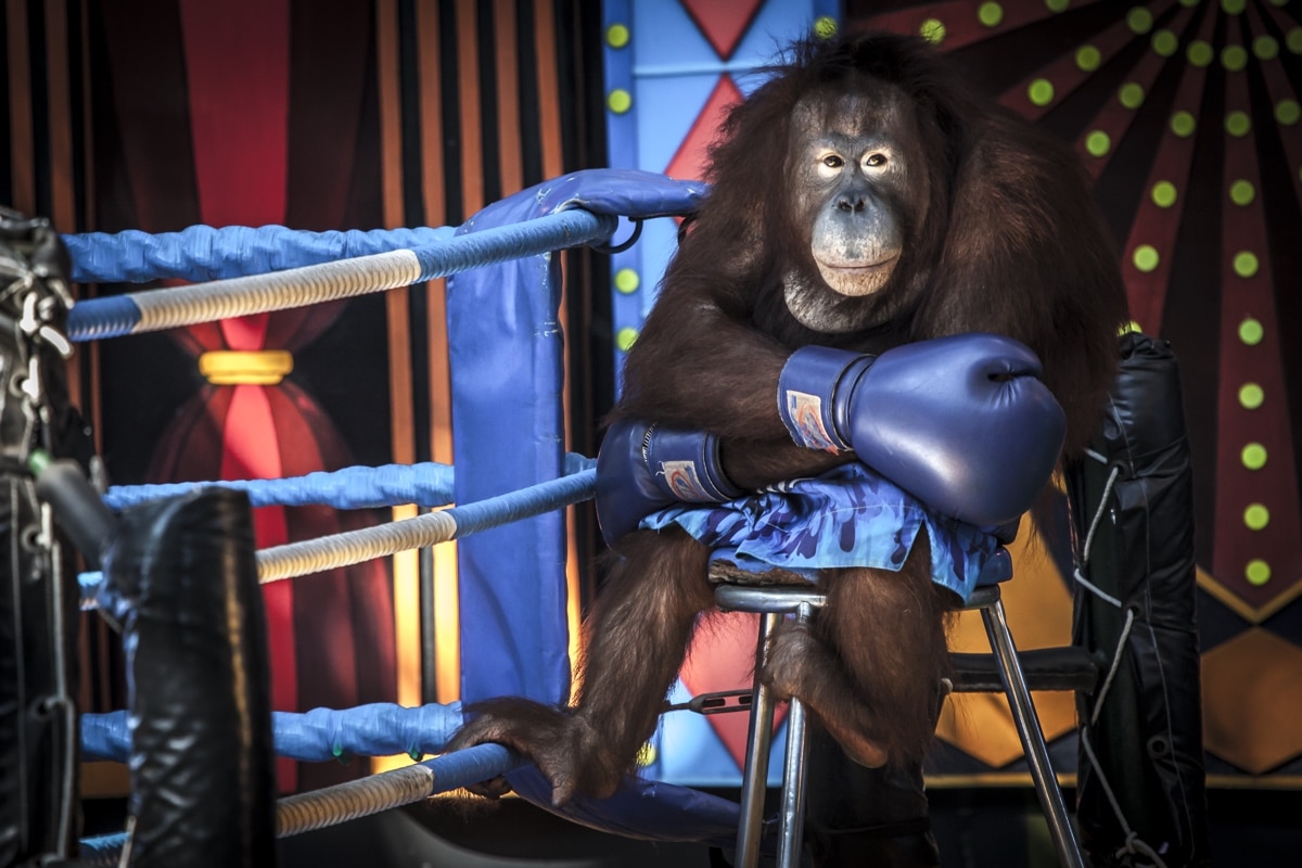 Orangután vestido de boxeador