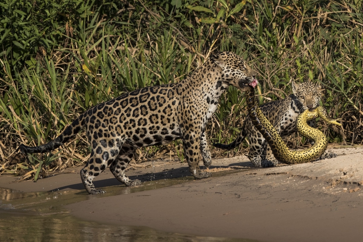 Jaguar and Cub Eating an Anaconda