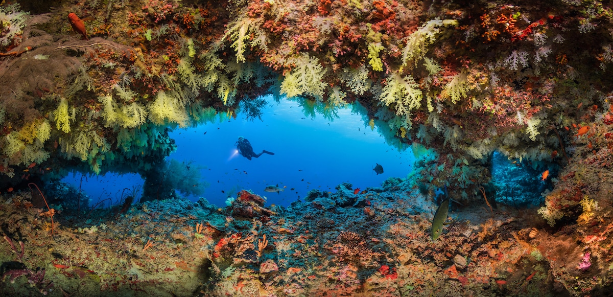 Award Winning Underwater Photography