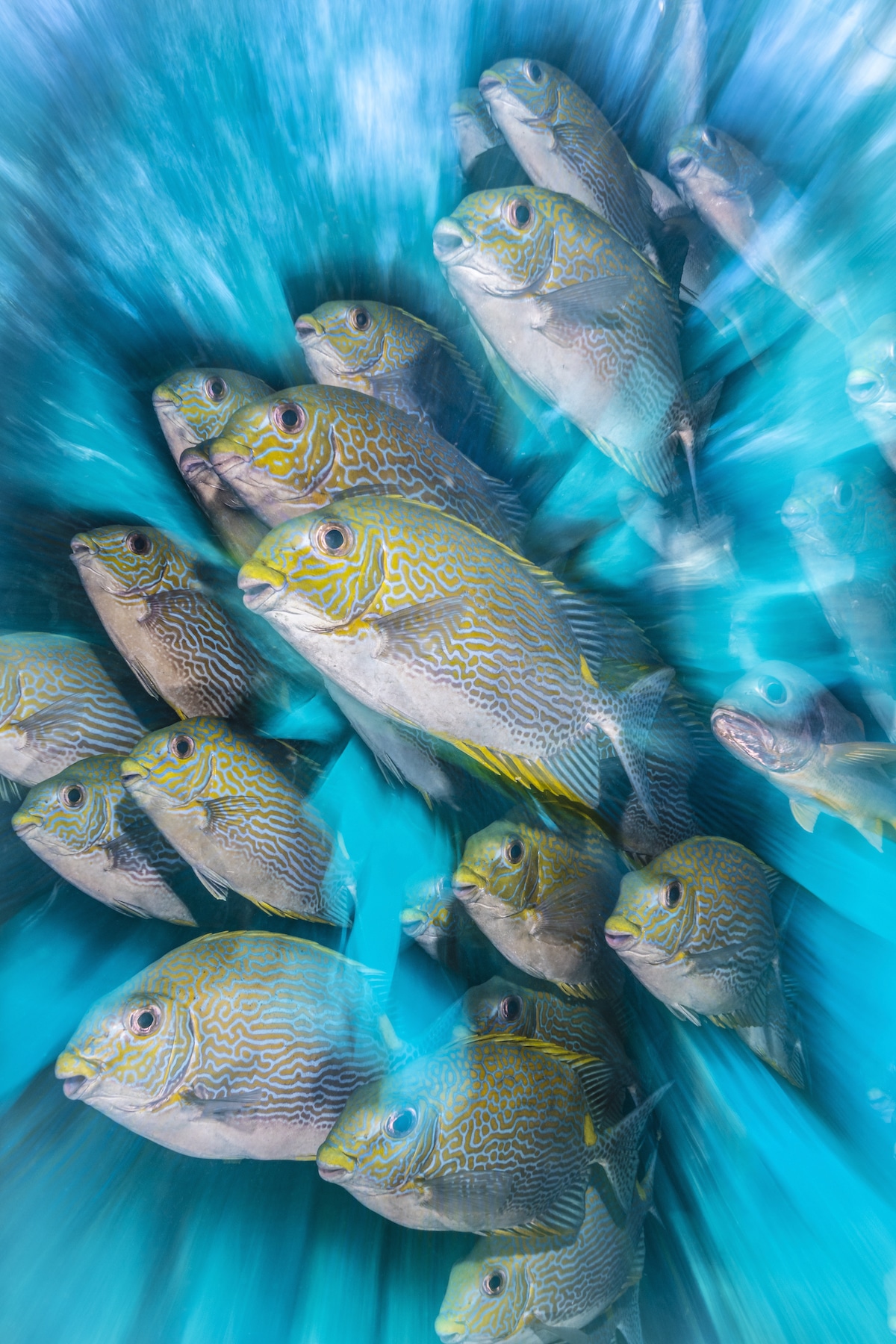 Underwater Photo of Rabbit Fish