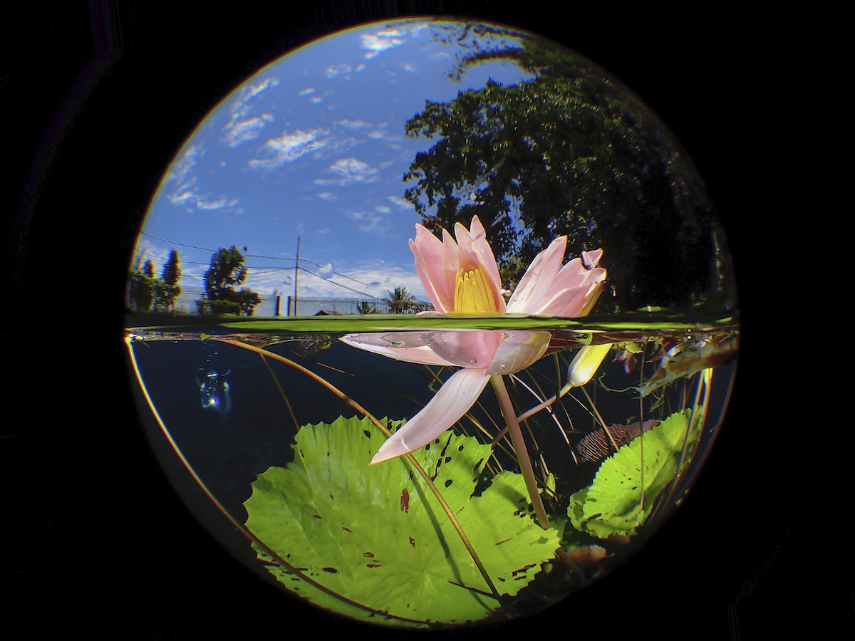 Lily in Uluna Lake in North Sulawesi