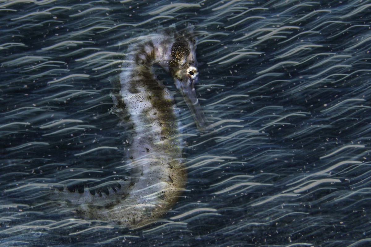 Thorny Seahorse in the Philippines