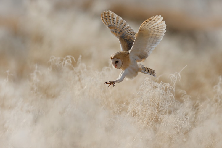 Barn Owl in Flight