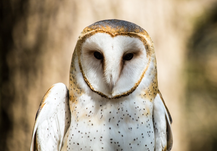 Portrait of a Barn Owl