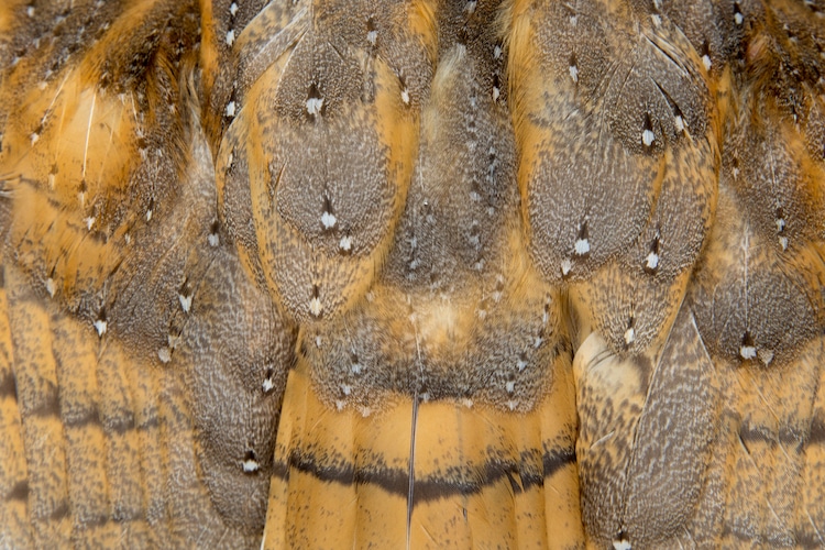 Close Up of Barn Owl Feathers