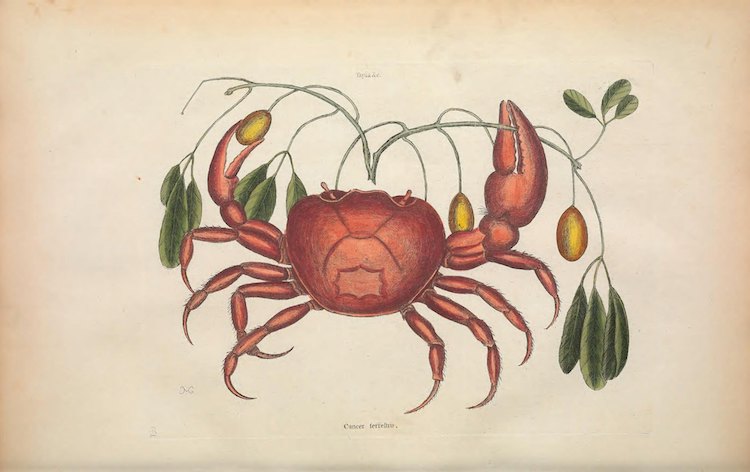 Archivo de ilustraciones de la Biodiversity Heritage Library