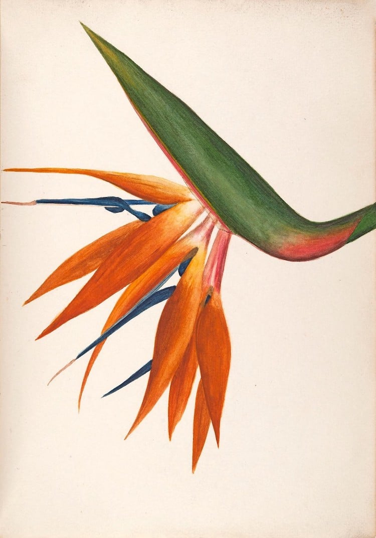 Watercolor Sketches of North American Plants