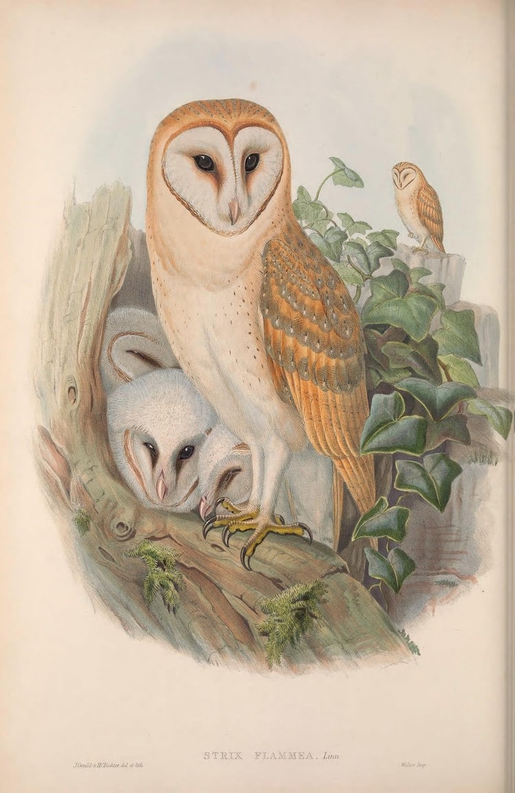 Ilustración de aves británicas