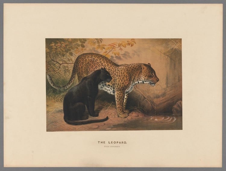 19th Century Drawing of a Leopard