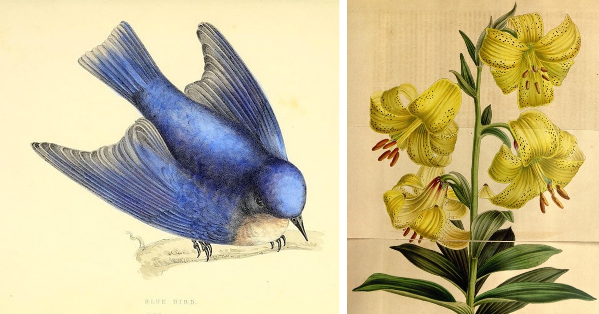300 ideas de Láminas botánica en 2024  botanica, dibujos botánicos,  ilustraciones botanicas