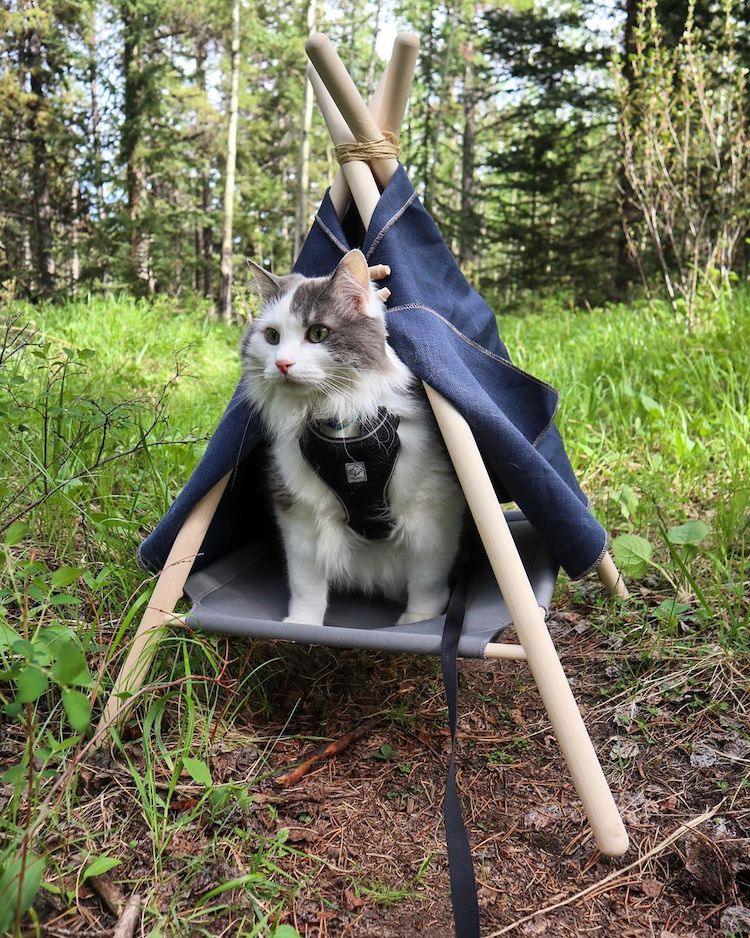 Gary the Hiking Cat