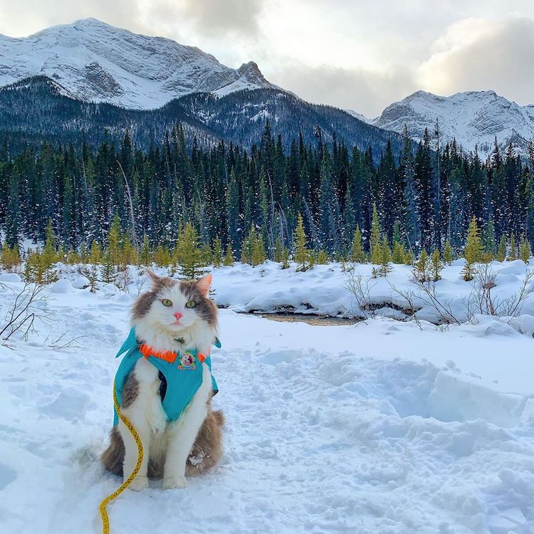 hiking kitty