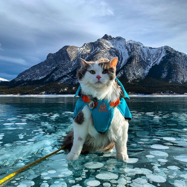 Gary the Hiking Cat