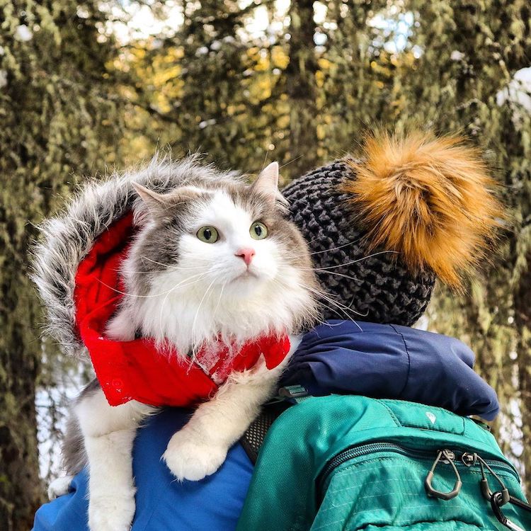 cat backpack hiking