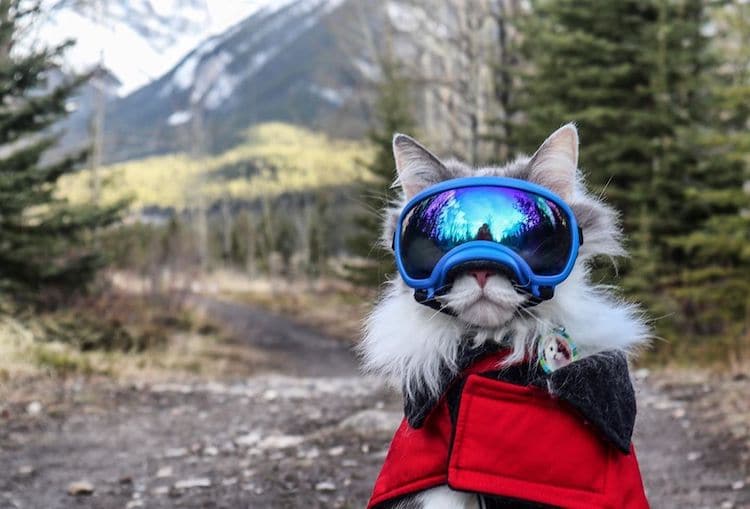 Gary the Hiking Cat