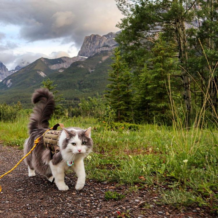 Gary the Hiking Cat