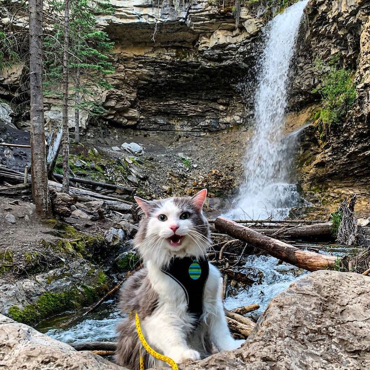 Gary el gato explorador