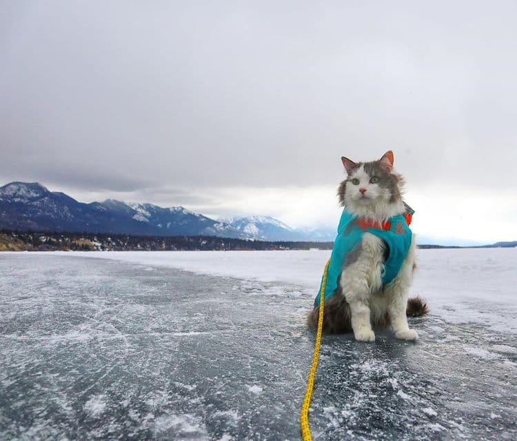 Gary the Hiking Cat