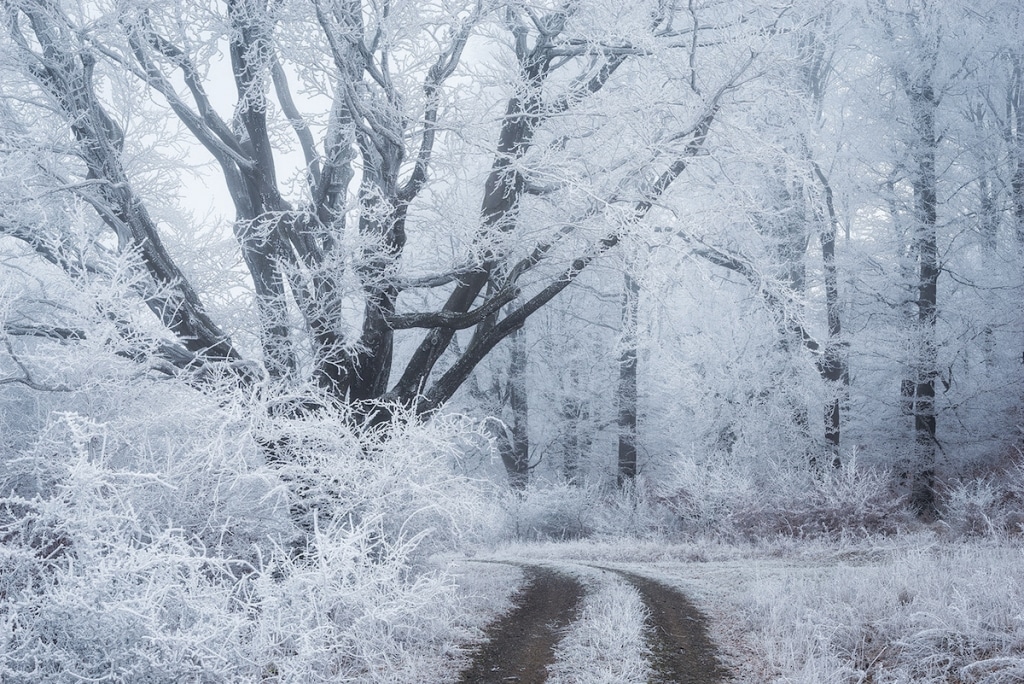 Paraíso invernal hermosas imágenes de bosques nevados