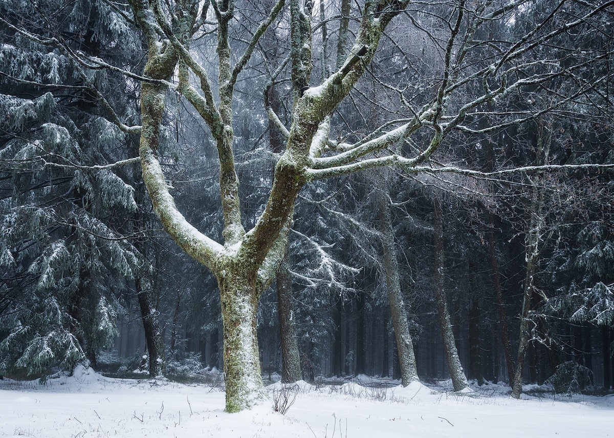 bosque invernal