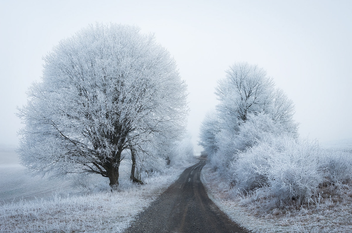 bosque nevado