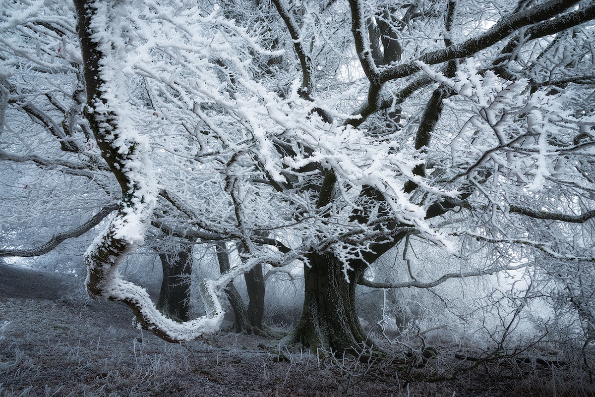 Tree Branches Covered with Snow