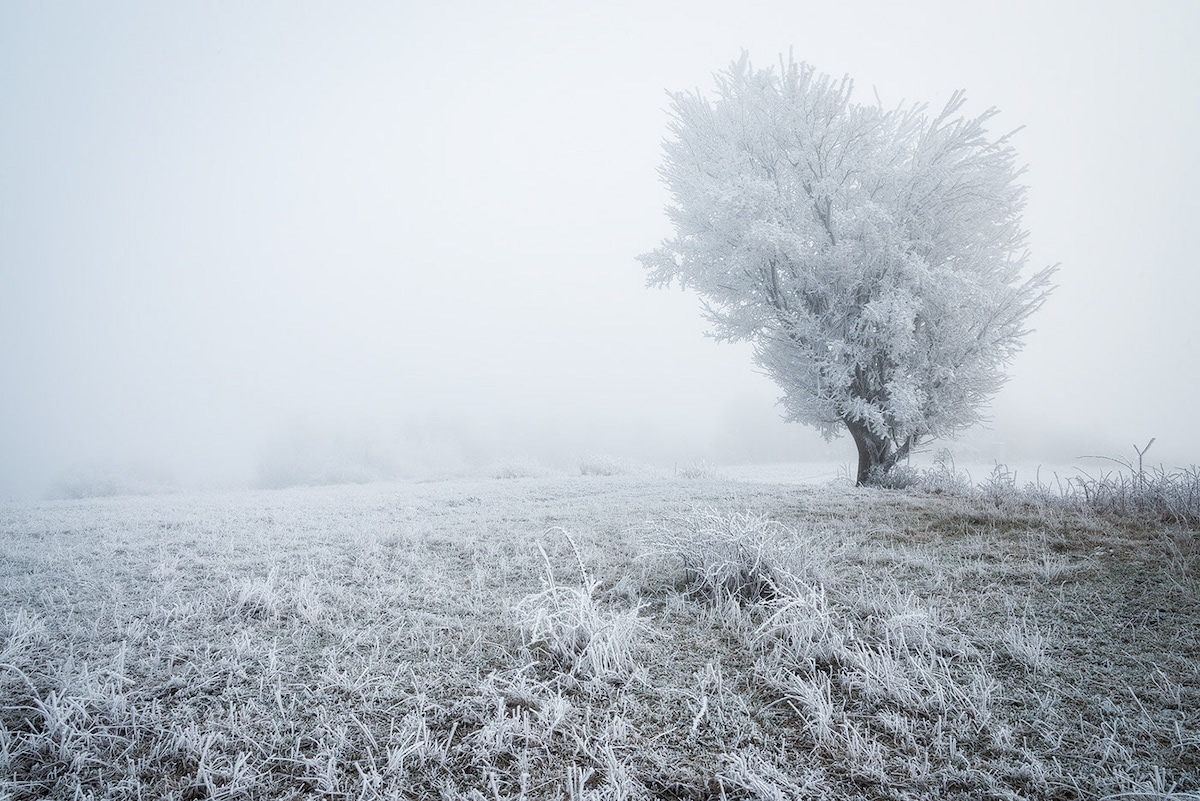Hoar Frost by Heiko Gerlicher