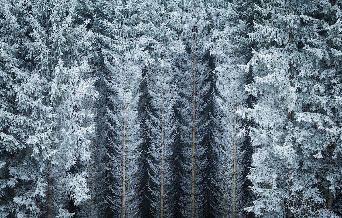 Snow Covered Evergreen Trees