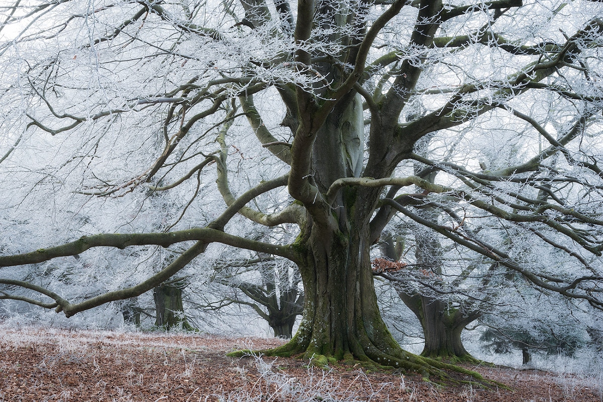 Big Tree with Long Branches Covered in Snow