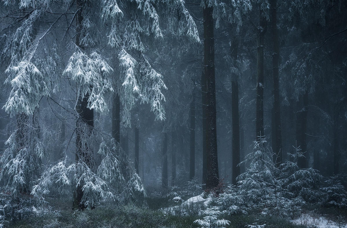 arboles nevados