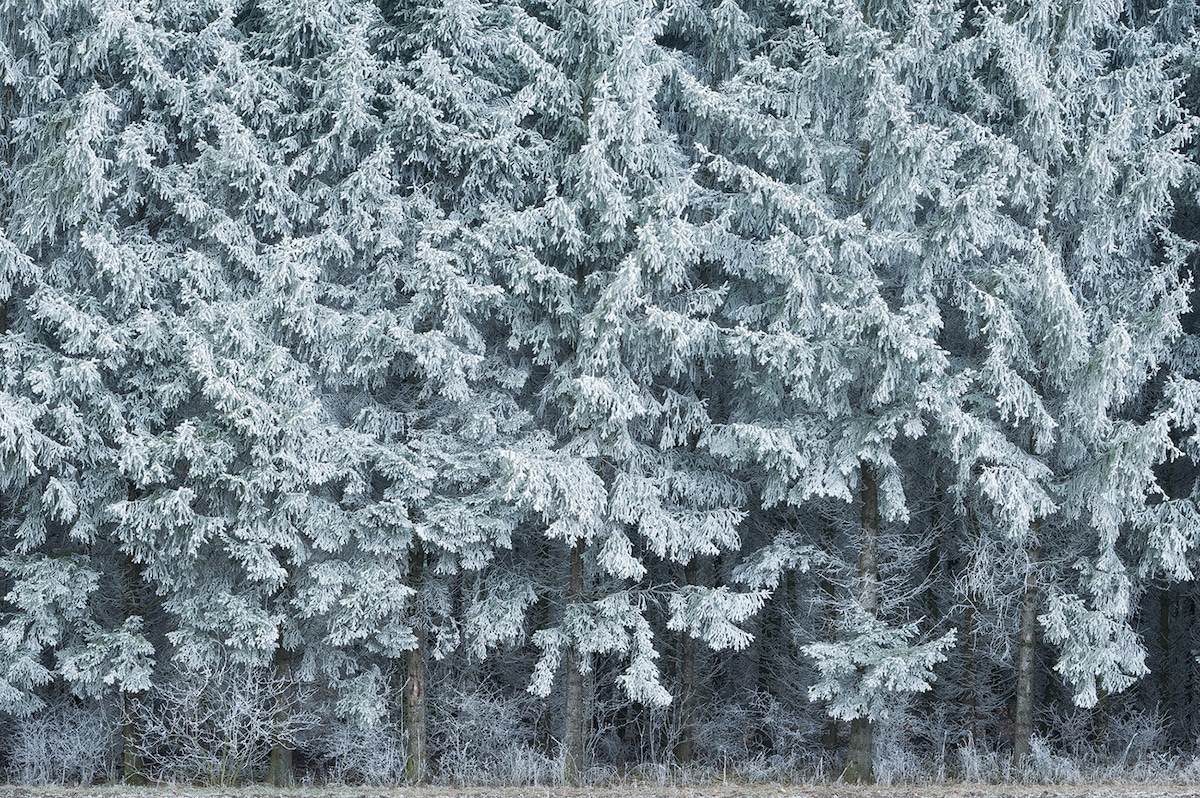 Snow Covered Evergreen Trees