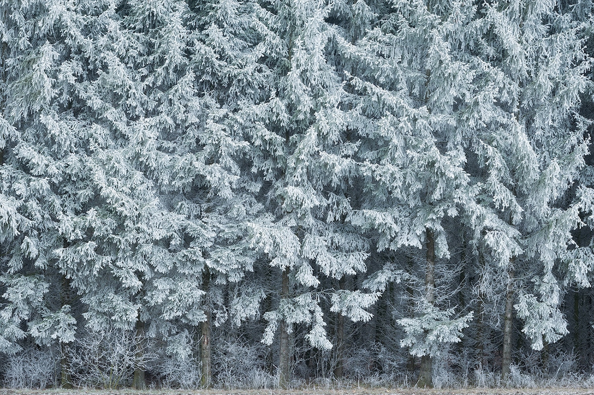 nieve en el bosque