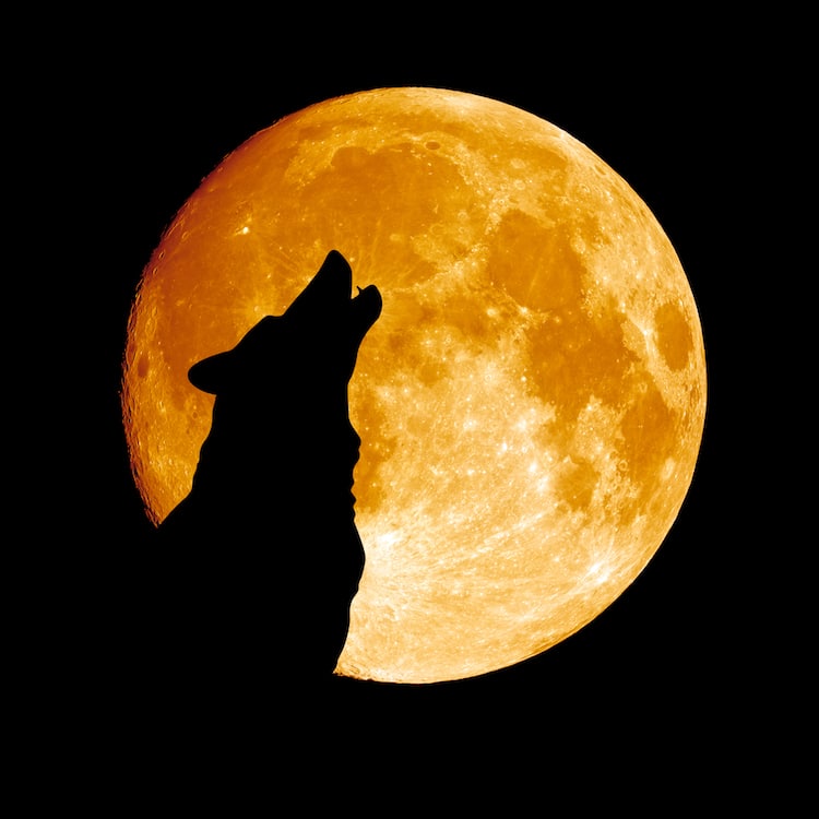 Learn How to Draw a Wolf Howling at the Moon Step by Step Scott