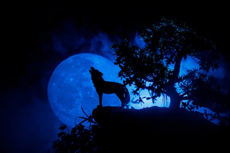 wolf howling at full moon drawing