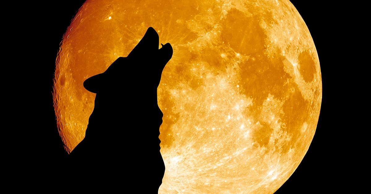 Descubre cómo dibujar un lobo aullando a la Luna en 7 sencillos pasos